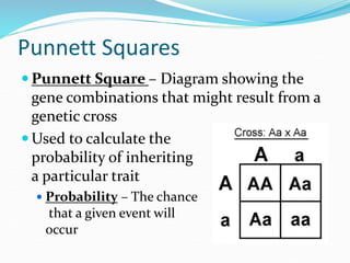 Punnett Squares
 Punnett Square – Diagram showing the
gene combinations that might result from a
genetic cross
 Used to calculate the
probability of inheriting
a particular trait
 Probability – The chance
that a given event will
occur
 