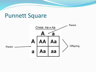 Punnett Square
Parent
Parent Offspring
 