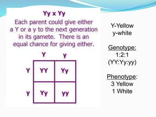 Y-Yellow
y-white
Genotype:
1:2:1
(YY:Yy:yy)
Phenotype:
3 Yellow
1 White
 