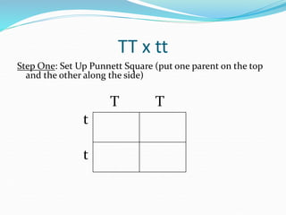 TT x tt
Step One: Set Up Punnett Square (put one parent on the top
and the other along the side)
T T
t
t
 