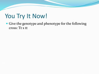 You Try It Now!
 Give the genotype and phenotype for the following
cross: Tt x tt
 