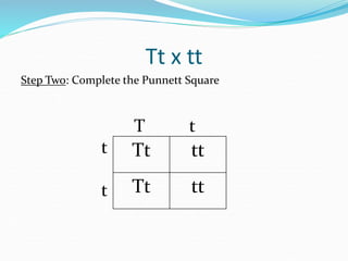 Tt x tt
Step Two: Complete the Punnett Square
T t
t
t
Tt tt
Tt tt
 