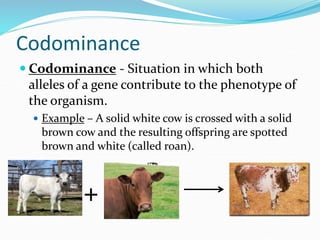 Codominance
 Codominance - Situation in which both
alleles of a gene contribute to the phenotype of
the organism.
 Example – A solid white cow is crossed with a solid
brown cow and the resulting offspring are spotted
brown and white (called roan).
 +
 