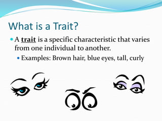 What is a Trait?
 A trait is a specific characteristic that varies
from one individual to another.
 Examples: Brown hair, blue eyes, tall, curly
 