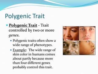 Polygenic Trait
 Polygenic Trait - Trait
controlled by two or more
genes.
 Polygenic traits often show a
wide range of phenotypes.
 Example: The wide range of
skin color in humans comes
about partly because more
than four different genes
probably control this trait.
 
