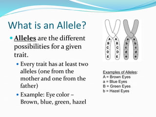 What is an Allele?
 Alleles are the different
possibilities for a given
trait.
 Every trait has at least two
alleles (one from the
mother and one from the
father)
 Example: Eye color –
Brown, blue, green, hazel
Examples of Alleles:
A = Brown Eyes
a = Blue Eyes
B = Green Eyes
b = Hazel Eyes
 