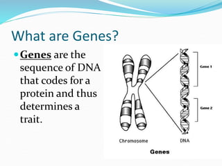 What are Genes?
Genes are the
sequence of DNA
that codes for a
protein and thus
determines a
trait.
 