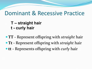 Dominant & Recessive Practice
 TT - Represent offspring with straight hair
 Tt - Represent offspring with straight hair
 tt - Represents offspring with curly hair
T – straight hair
t - curly hair
 