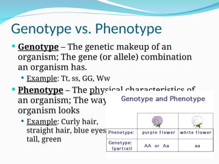 Genotype vs. Phenotype
 Genotype – The genetic makeup of an
organism; The gene (or allele) combination
an organism has.
 Example: Tt, ss, GG, Ww
 Phenotype – The physical characteristics of
an organism; The way an
organism looks
 Example: Curly hair,
straight hair, blue eyes,
tall, green
 