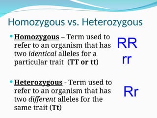 Homozygous vs. Heterozygous
 Homozygous – Term used to
refer to an organism that has
two identical alleles for a
particular trait (TT or tt)
 Heterozygous - Term used to
refer to an organism that has
two different alleles for the
same trait (Tt)
RR
Rr
rr
 