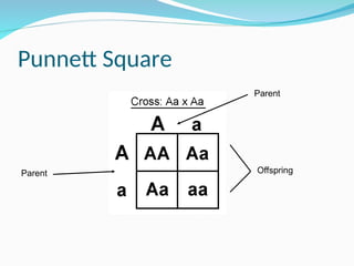 Punnett Square
Parent
Parent Offspring
 