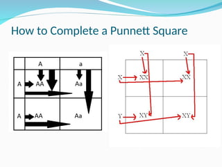 How to Complete a Punnett Square
 