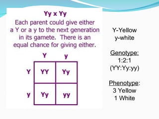 Y-Yellow
y-white
Genotype:
1:2:1
(YY:Yy:yy)
Phenotype:
3 Yellow
1 White
 