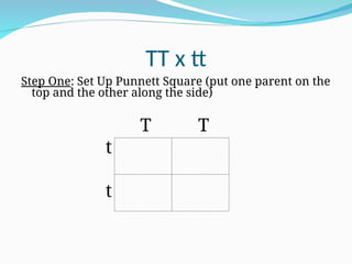 TT x tt
Step One: Set Up Punnett Square (put one parent on the
top and the other along the side)
T T
t
t
 