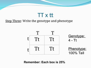 TT x tt
Step Three: Write the genotype and phenotype
T T
t
t
Tt Tt
Tt Tt
Genotype:
4 - Tt
Phenotype:
100% Tall
Remember: Each box is 25%
 