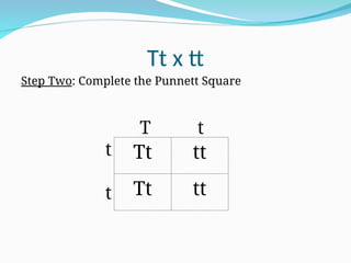 Tt x tt
Step Two: Complete the Punnett Square
T t
t
t
Tt tt
Tt tt
 