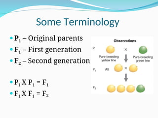 Some Terminology
 P1 – Original parents
 F1 – First generation
 F2 – Second generation
 P1 X P1 = F1
 F1 X F1 = F2
 