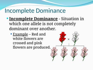Incomplete Dominance
 Incomplete Dominance - Situation in
which one allele is not completely
dominant over another.
 Example – Red and
white flowers are
crossed and pink
flowers are produced.
 