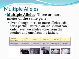 Multiple Alleles
 Multiple Alleles- Three or more
alleles of the same gene.
 Even though three or more alleles exist
for a particular trait, an individual can
only have two alleles - one from the
mother and one from the father.
 