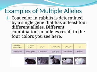 Examples of Multiple Alleles
1. Coat color in rabbits is determined
by a single gene that has at least four
different alleles. Different
combinations of alleles result in the
four colors you see here.
 