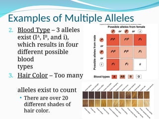 Examples of Multiple Alleles
2. Blood Type – 3 alleles
exist (IA
, IB
, and i),
which results in four
different possible
blood
types
3. Hair Color – Too many
alleles exist to count
 There are over 20
different shades of
hair color.
 