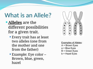 What is an Allele?
 Alleles are the
different possibilities
for a given trait.
 Every trait has at least
two alleles (one from
the mother and one
from the father)
 Example: Eye color –
Brown, blue, green,
hazel
Examples of Alleles:
A = Brown Eyes
a = Blue Eyes
B = Green Eyes
b = Hazel Eyes
 