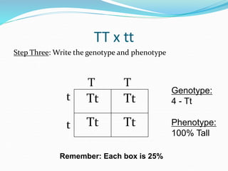 TT x tt
Step Three: Write the genotype and phenotype
T T
t
t
Tt Tt
Tt Tt
Genotype:
4 - Tt
Phenotype:
100% Tall
Remember: Each box is 25%
 