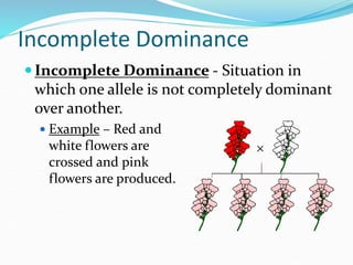 Incomplete Dominance
 Incomplete Dominance - Situation in
which one allele is not completely dominant
over another.
 Example – Red and
white flowers are
crossed and pink
flowers are produced.
 