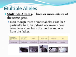 Multiple Alleles
 Multiple Alleles- Three or more alleles of
the same gene.
 Even though three or more alleles exist for a
particular trait, an individual can only have
two alleles - one from the mother and one
from the father.
 