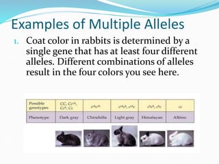 Examples of Multiple Alleles
1. Coat color in rabbits is determined by a
single gene that has at least four different
alleles. Different combinations of alleles
result in the four colors you see here.
 