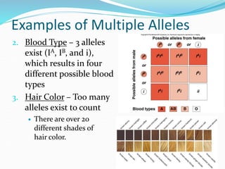 Examples of Multiple Alleles
2. Blood Type – 3 alleles
exist (IA, IB, and i),
which results in four
different possible blood
types
3. Hair Color – Too many
alleles exist to count
 There are over 20
different shades of
hair color.
 