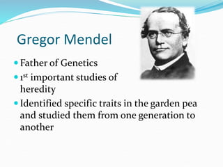 Gregor Mendel
 Father of Genetics
 1st important studies of
heredity
 Identified specific traits in the garden pea
and studied them from one generation to
another
 
