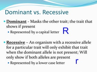 Dominant vs. Recessive
 Dominant - Masks the other trait; the trait that
shows if present
 Represented by a capital letter
 Recessive – An organism with a recessive allele
for a particular trait will only exhibit that trait
when the dominant allele is not present; Will
only show if both alleles are present
 Represented by a lower case letter
R
r
 