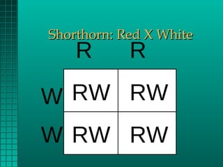 Shorthorn: Red X White

R

R

W RW RW
W RW RW

 