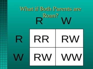 What if Both Parents are
Roan?

R

R

W

RR

RW

W RW WW

 
