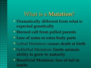 What is a Mutation?
• Dramatically different from what is
expected genetically
• Horned calf from polled parents
• Loss of some or extra body parts
• Lethal Mutation: causes death at birth
• Sublethal Mutation: limits animals
ability to grow to maturity
• Beneficial Mutation: loss of tail in
lambs

 