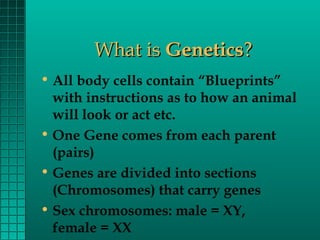 What is Genetics?
• All body cells contain “Blueprints”
with instructions as to how an animal
will look or act etc.
• One Gene comes from each parent
(pairs)
• Genes are divided into sections
(Chromosomes) that carry genes
• Sex chromosomes: male = XY,
female = XX

 