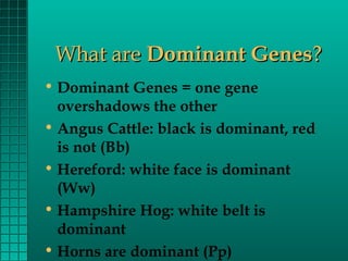What are Dominant Genes?
• Dominant Genes = one gene
overshadows the other
• Angus Cattle: black is dominant, red
is not (Bb)
• Hereford: white face is dominant
(Ww)
• Hampshire Hog: white belt is
dominant
• Horns are dominant (Pp)

 