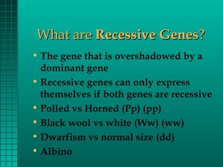 What are Recessive Genes?
• The gene that is overshadowed by a
dominant gene
• Recessive genes can only express
themselves if both genes are recessive
• Polled vs Horned (Pp) (pp)
• Black wool vs white (Ww) (ww)
• Dwarfism vs normal size (dd)
• Albino

 