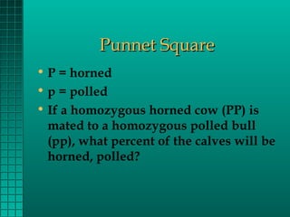 Punnet Square
• P = horned
• p = polled
• If a homozygous horned cow (PP) is
mated to a homozygous polled bull
(pp), what percent of the calves will be
horned, polled?

 