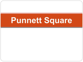 Punnett Square
 