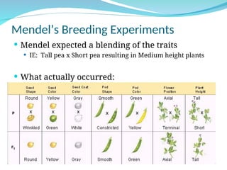 Understanding Mendelian Genetics: Traits, Alleles, and Punnett Squares ...
