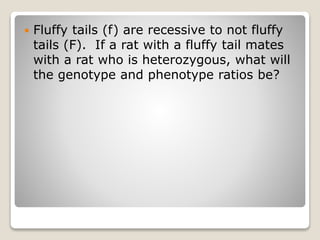  Fluffy tails (f) are recessive to not fluffy
tails (F). If a rat with a fluffy tail mates
with a rat who is heterozygous, what will
the genotype and phenotype ratios be?
 