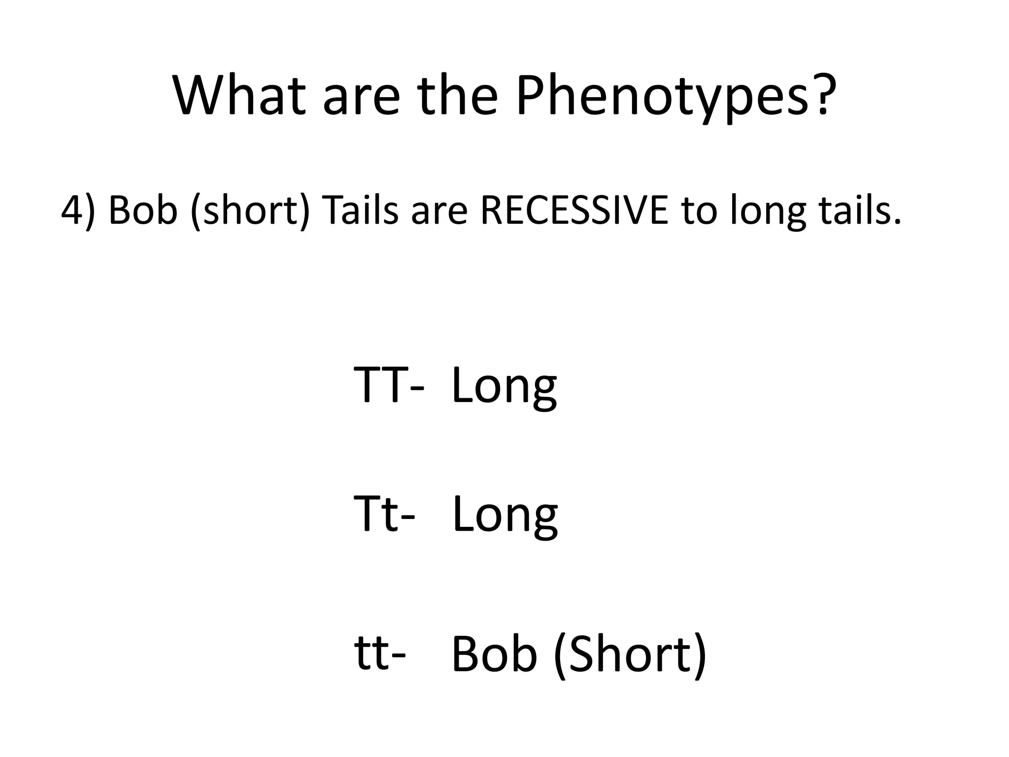 What are the Phenotypes?
4) Bob (short) Tails are RECESSIVE to long tails.
TT- Long
Tt-
Bob (Short)tt-
Long
 