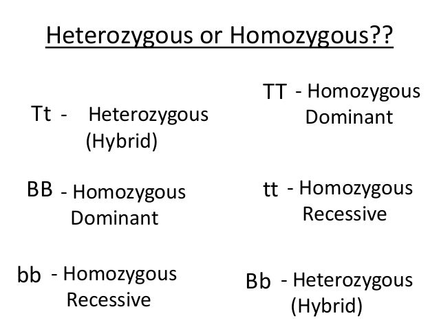 exle of heterozygous homozygous dominant and homozygous recessive pictures to exle of heterozygous homozygous dominant and homozygous recessive pictures to