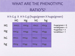 What is the phenotype ratio of HhGg HHGg 
