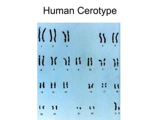 Human Cerotype

 