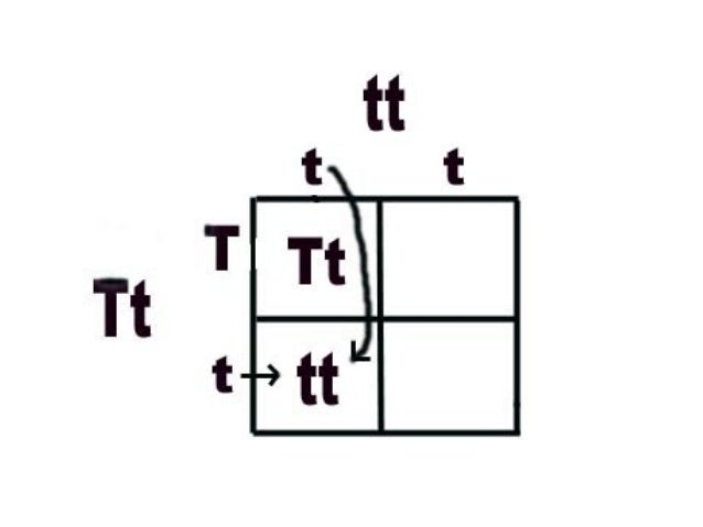 Punnett squares no answers 4.02