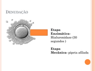 DENUDAÇÃO
 Etapa
 enzimática

 Etapa
               Etapa
 mecânica     Enzimática-
               Hialuronidase (30
               segundos )

               Etapa
               Mecânica- pipeta afilada
 