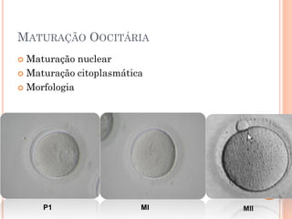 MATURAÇÃO OOCITÁRIA
 Maturação nuclear
 Maturação citoplasmática

 Morfologia




     P1                  MI   MII
 